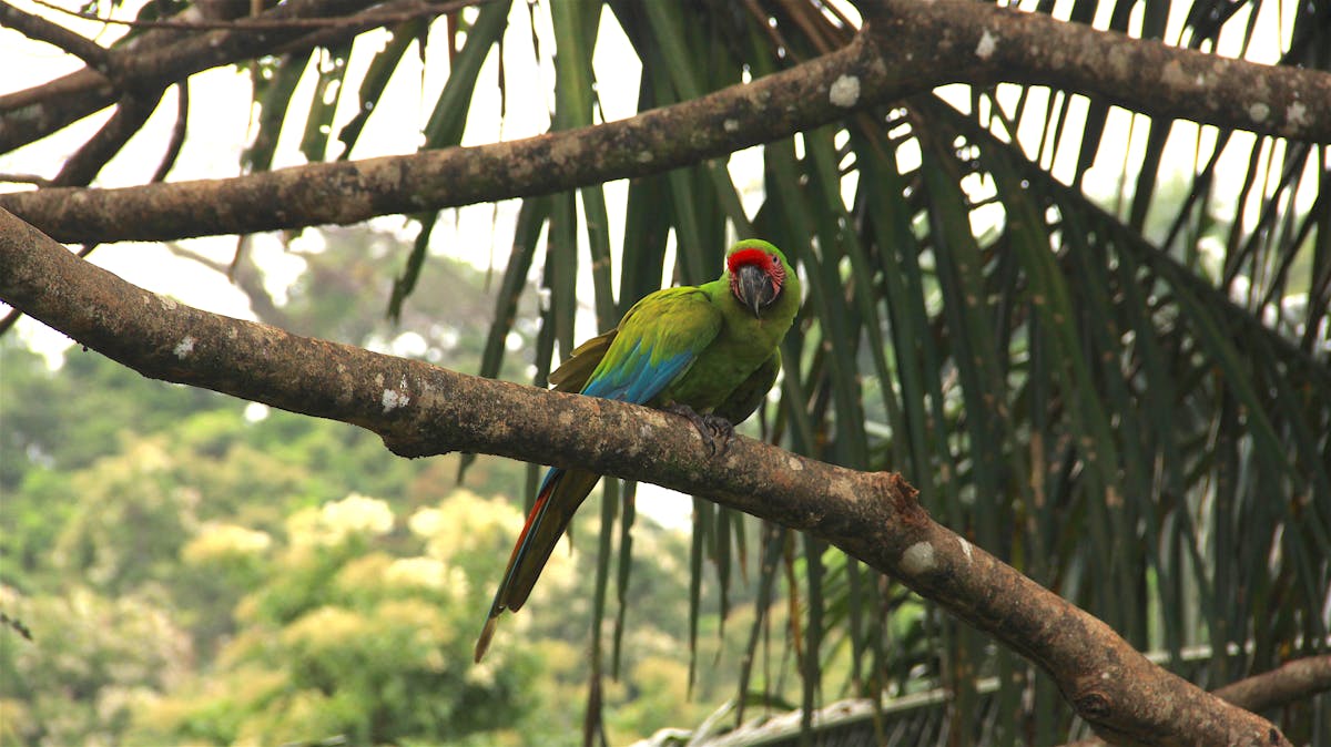 Puerto Rican amazon a colorful parrot vital to its ecosystem One Earth